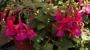 Jenis jenis bunga dan asalnya. Pesona Fuchsia Bunga Anting Anting Bunga Lampion Bunga Menari Atau Peri Bersayap Di Austria Mely Daily From Austria