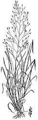 Image result for Eragrostis caespitosa
