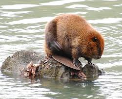 A Beaver Susse Tiere Ausgestopftes Tier Tiere Wild