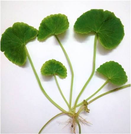 Leaves of Centella asiatica. | Download Scientific Diagram