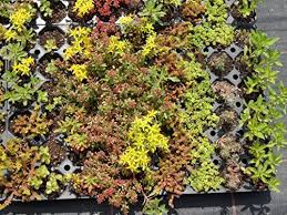 Ein Sedumteppich Fur Unschone Gartenflachen Gartengestaltung Pflanzen Bepflanzung Steingarten