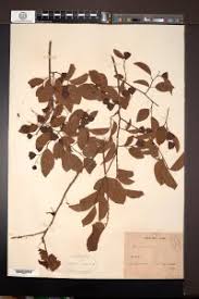 Image result for Hymenocardia acida