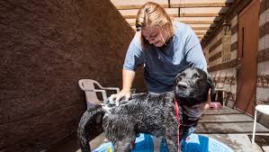 In fact, it's been studied for centuries. Noah S Animal House Opens Reno Pet Shelter For Domestic Abuse Victims
