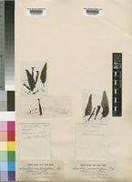 Image result for Tapinanthus dependens