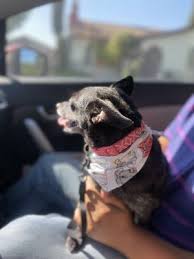 Hours may change under current circumstances Love That Dog And Cat 321 Photos 254 Reviews Pet Groomers 8553 9th St Rancho Cucamonga Ca Phone Number