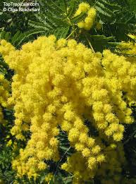 Image result for Acacia decurrens