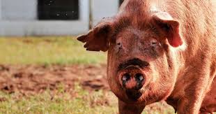 Image result for pig