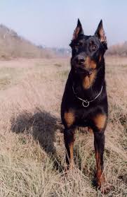Black And Brown Dog Breeds Medium France Berger De Beauce Beauceron Black Tan Cropped Ears Beautiful Dogs Dog Breeds Rare Dog Breeds