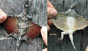 Mommy, sister, daughter, friend and peacekeeper. Flying Lizards Real Dragons Glide In Asian Forests Animal Pictures And Facts Factzoo Com