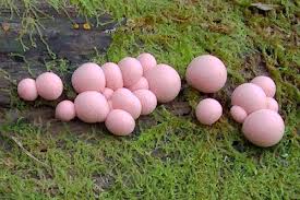 However, it needs to be removed to keep your plants healthy. The Intelligence Of Slime Mold Appalachian Voices