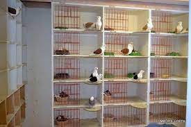 Pin By Richard North On Pigeon Coop Pigeon Loft Pigeon Loft Design Pigeon Cage