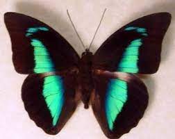 Estas Mariposas Son Comunmente Conocidas Como El Rojo Agrias Estas Mariposas Impresionante Rojas Y Azules Son A Butterfly Photos Beautiful Butterflies Insects