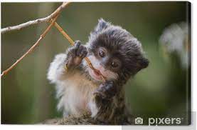 The emperor tamarin (saguinus imperator) is a species of tamarin allegedly named for its resemblance to the german emperor wilhelm ii. Cute Baby Emperor Tamarin Saguinus Imperator Canvas Print Pixers We Live To Change