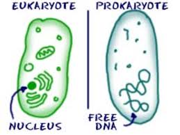 Maybe you would like to learn more about one of these? Seventh Grade Lesson Eukaryotes And Prokaryotes Similarities And Differences