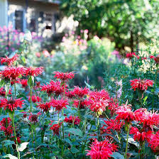 Along with deer deer love to graze on many types of groundcovers, especially when new, tender growth emerges in the spring. Deer Busters The Top Deer Resistant Plants For The Northeast Better Homes Gardens