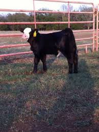 47 Best Simmental Cattle Images Cattle Show Cattle Cow