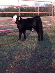 47 best simmental cattle images cattle show cattle cow