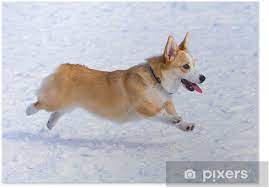 See more of welsh corgi on facebook. Poster Pembroke Welsh Corgi Pixers Wir Leben Um Zu Verandern