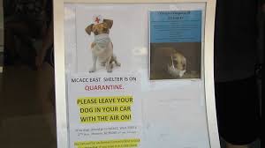 Home euthanasia allows your dog or cat to feel more relaxed and at peace when their time comes. Eleven Dogs With Distemper Adopted At Mcacc Avoid Euthanasia
