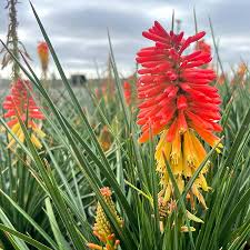 Image result for Gnidia hockii