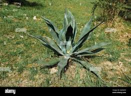 Image result for Agavaceae