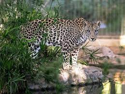 Captive breeding, arabian leopard, population trend, population modelling. Mohammed Bin Salman Orders The Establishment Of A Fund To Protect The Arabian Leopard News Photos Gulf News