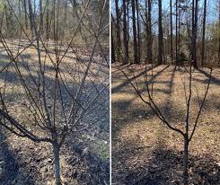 Image result for pruning plum trees