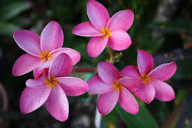 Pin On Plumeria