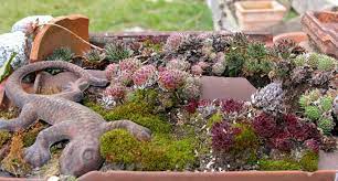 Hier finden sie eine auswahl robuster zimmerpflanzen und pflanzen für den garten. Hauswurz Als Ganzjahrespflanze Uhles Gartengedanken