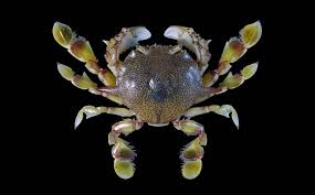 Mesin ketam / serutan kayu. Kenali Ketam Ragi Cara Menangkapnya Umpan