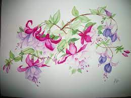 Fuschia Flowers Flower Art Flower Drawing Flower Painting