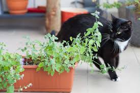 Um herauszufinden, wie oft und intensiv eine entwurmung durchgeführt werden muss, damit die katze ausreichend geschützt ist rohe früchte aus wald oder garten vor dem verzehr gründlich waschen. Katzenschreck Im Test Tipps Gegen Katzen Im Garten
