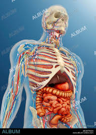 Image result for internal organs