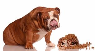 Earthborn holistic's great plains formula is a best bulldog food with lots of good ingredients. Best Food For English Bulldog Adults And Senior Dogs