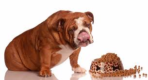I have a 16 week old english bulldog and we just switched him from royal canin to purina puppy chow. Best Food For English Bulldog Adults And Senior Dogs