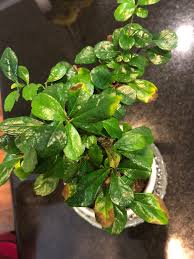 Pick dead twigs or leaves off of the tree and discard them.2 x. How Do I Keep The Leaves On My Fukien Tea Bonsai From Turning Brown And Or Falling Off Gardening Landscaping Stack Exchange