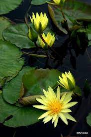 Yellow Water Lilies Water Lilies Water Lily Pond Water Lily