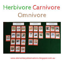 Herbivore Carnivore Omnivore Sorting Montessori Science Herbivore And Carnivore Omnivores Activities