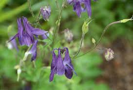 Image result for Aquilegia vulgaris Tower Mix