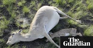 Scientists Are Alarmed By A Rise In Mass Mortality Events When Species Die In Their Thousands Is It All Down To Climate Animal Conservation Animals Species