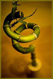 Propagate Lucky Bamboo Ashley Raaymakers Lucky Bamboo Lucky Bamboo Care Lucky Bamboo Plants