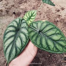 Visit us at 66 granite st. Alocasia Dragon Scale Aroidsale