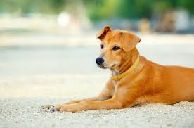 Find out 3 reasons vets say to consider avoiding rottweiler want to do a lot of research? Golden Retriever Lab Mix Puppies For Sale Near Me Petfinder