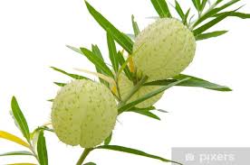 Image result for Gomphocarpus physocarpus