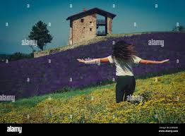 Image result for Helichrysum stenopterum