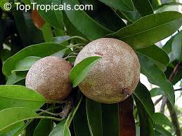 Image result for Manilkara zapota