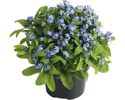 Vergissmeinnicht — das vergissmeinnicht, e (oberstufe) einjährige, krautige pflanze mit kleinen hellblauen blüten beispiel: Vergissmeinnicht Myosotis Sylvatica O 9 Cm Topf Bei Hornbach Kaufen