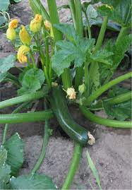 Choose a spot that you can easily water on a regular schedule. Courgette Diamant Planting Vegetables Vegetables Plants