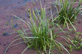 Image result for Juncaginaceae