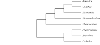 Image result for Actinanthella